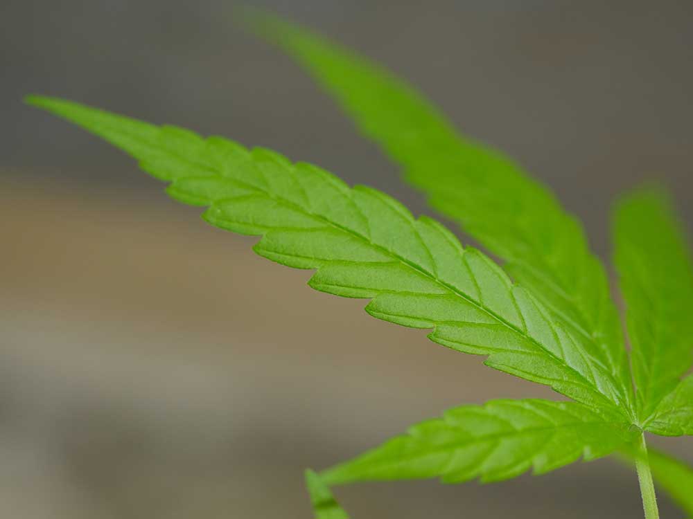 Cannabis