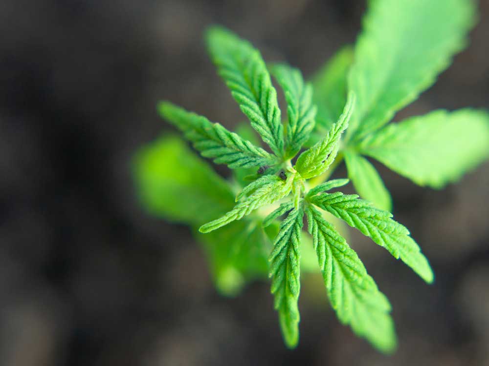 Cannabis